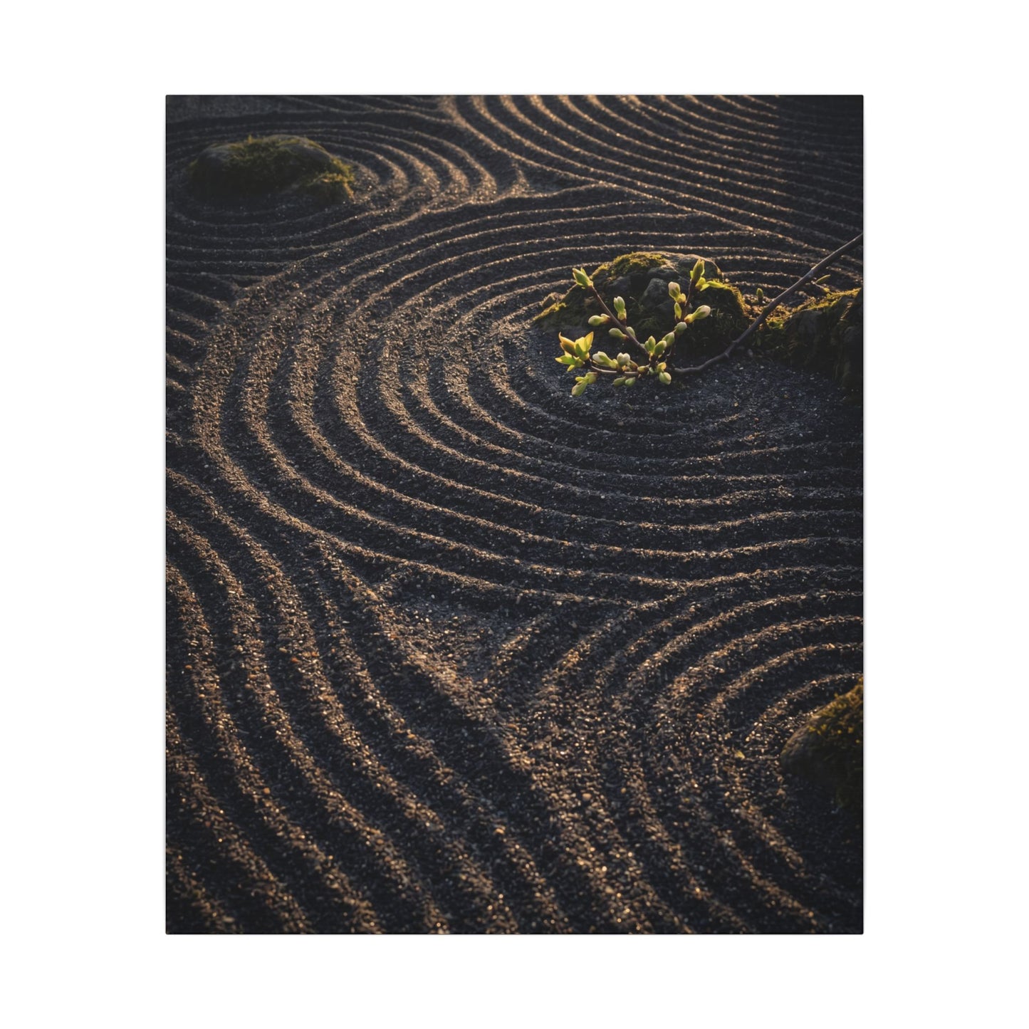 Spring Rock Garden Shadow Zen Canvas Art | Atmospheric Decor