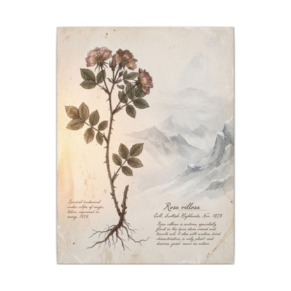 Winter Mountain Mist Herbarium Canvas Art | Earthy Decor