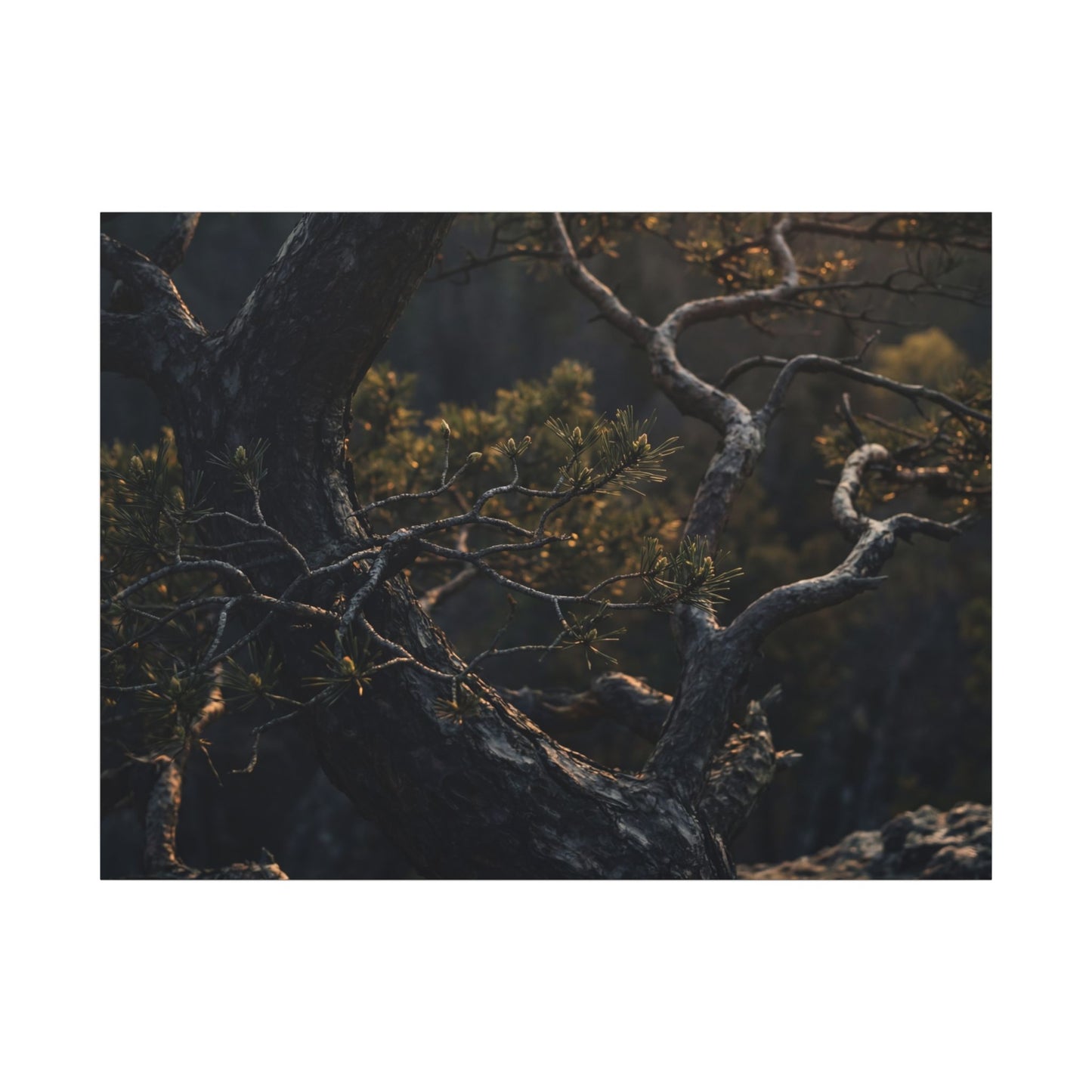 Moody Pine Tree Canvas Art - Moody Minimal Dark Japandi