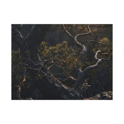 Moody Pine Tree Canvas Art - Moody Minimal Dark Japandi