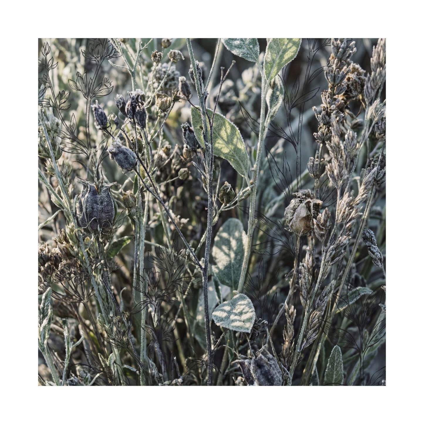 Dried Flowers Winter Wall Art Print | Japandi Neutral Design