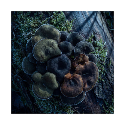 Moonlight Wild Mushrooms Wall Art Print - Dark Japandi Shibui