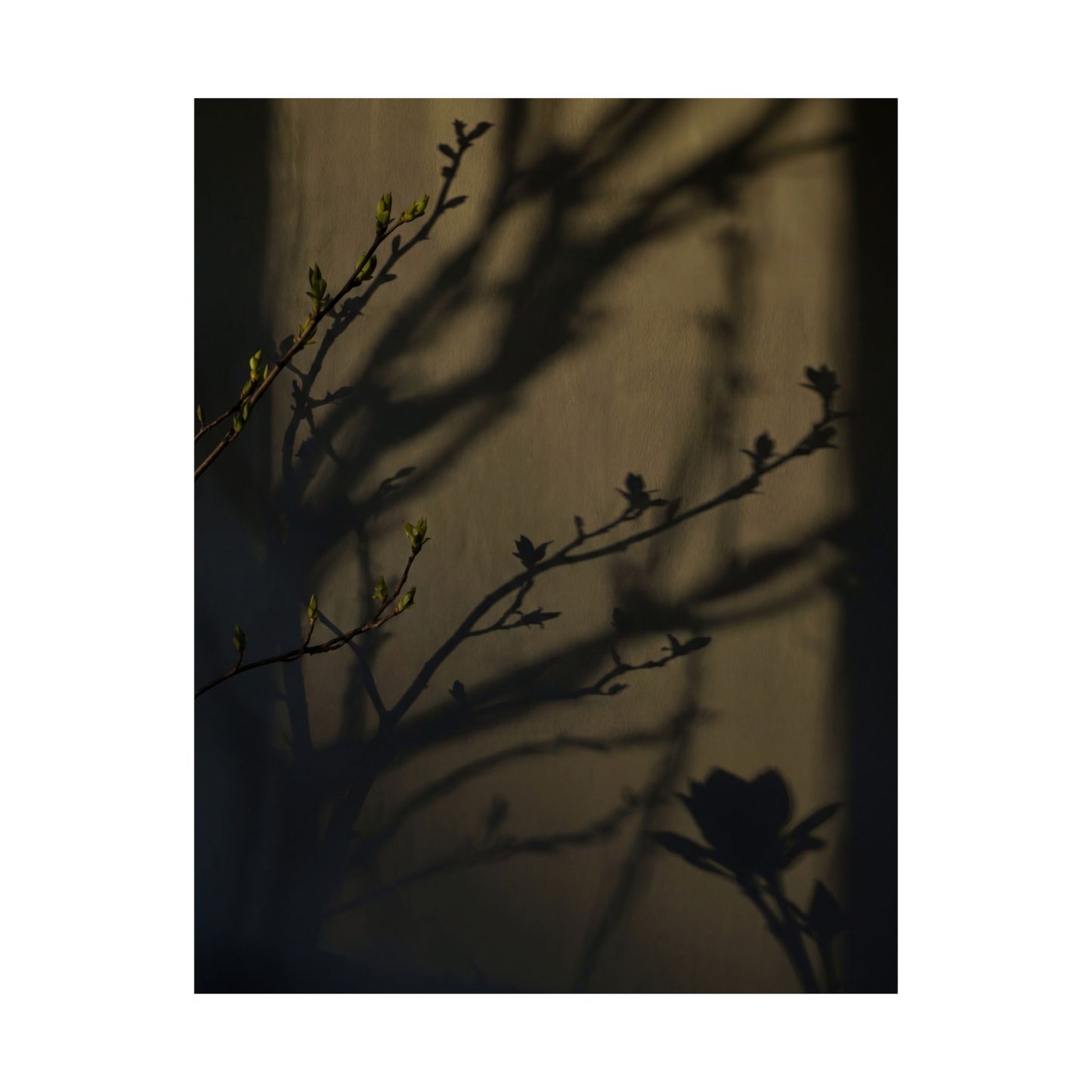 Spring Shadow Play Charcoal Ink Wall Art Print | Moody Decor