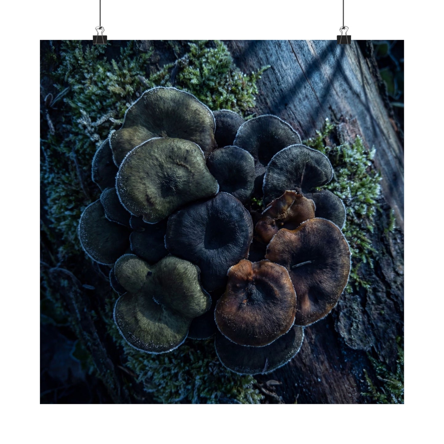 Moonlight Wild Mushrooms Wall Art Print - Dark Japandi Shibui
