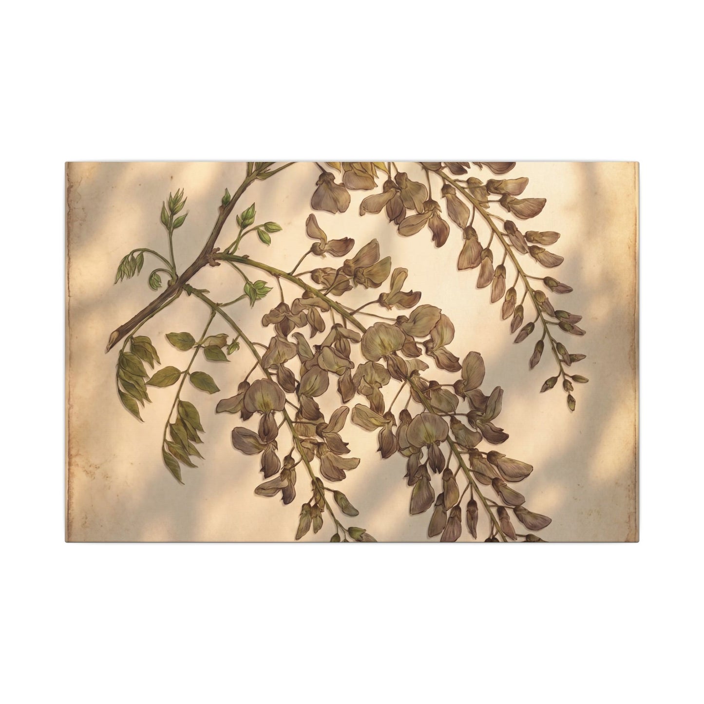 Spring Wisteria Herbarium Canvas Art | Earthy Decor
