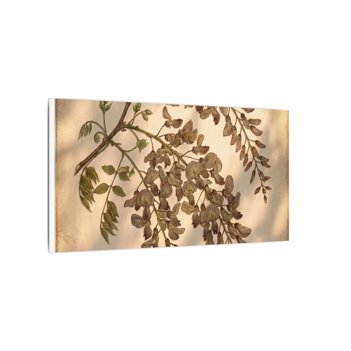 Spring Wisteria Herbarium Canvas Art | Earthy Decor