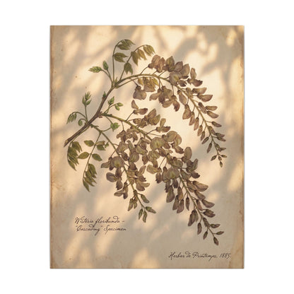 Spring Wisteria Herbarium Canvas Art | Earthy Decor