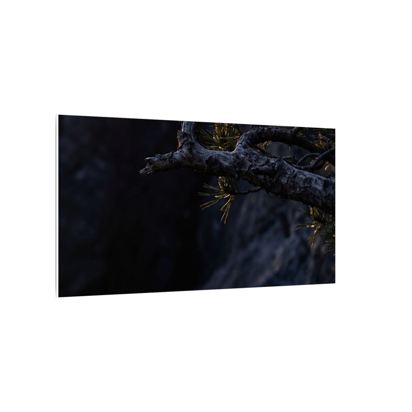 Pine Tree Moody Minimal Canvas Art | Sophisticated Dark Japandi Art
