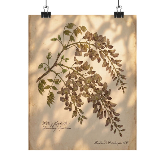 Cozy Wisteria Wall Art Print - Herbarium Cottagecore