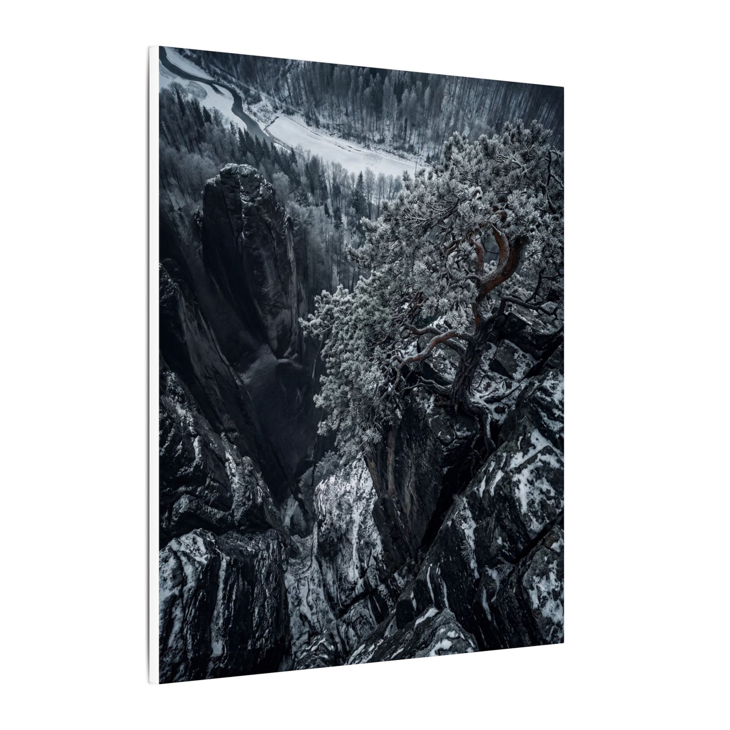 Dark Japandi Pine Tree in Dappled | Dark Texture Canvas Art