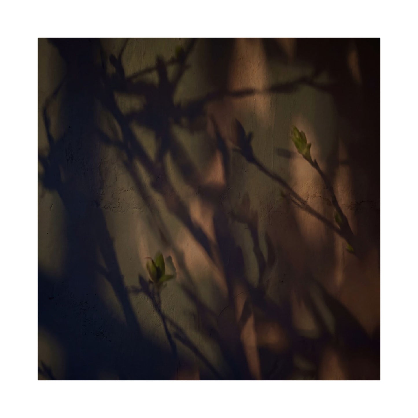 Shadow Play Spring Wall Art Print | Dark Japandi Sophisticated Design