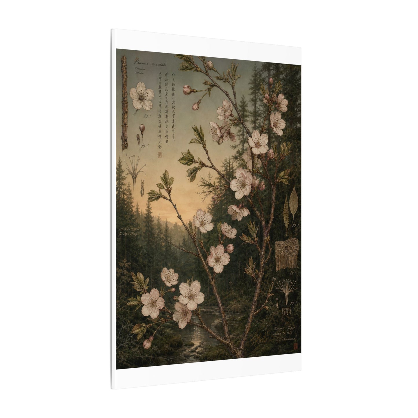 Spring Cherry Blossom Herbarium Canvas Art | Nostalgic Decor