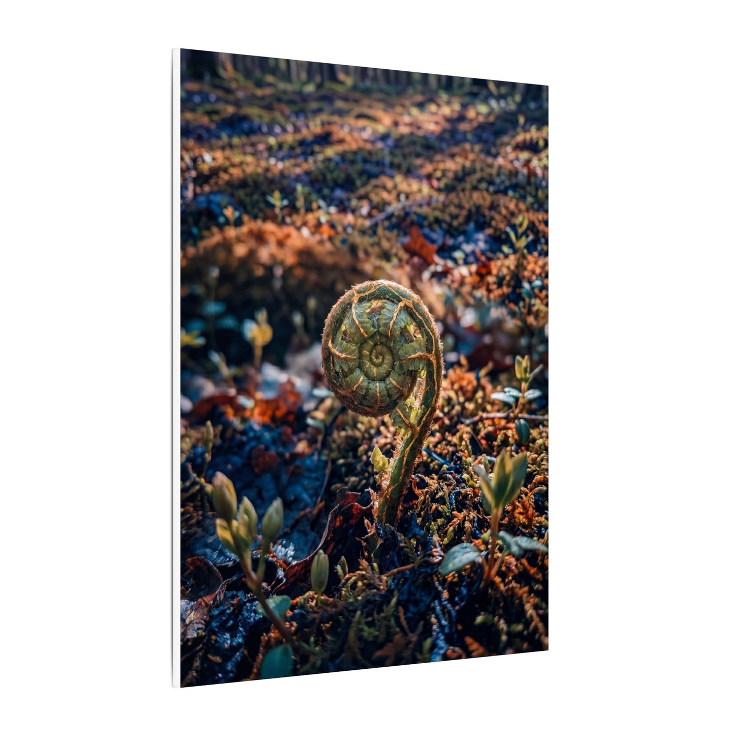 Kintsugi Fern Unfurling in Dappled | Gold Vein Canvas Art