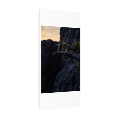 Pine Tree Moody Minimal Canvas Art | Sophisticated Dark Japandi Art