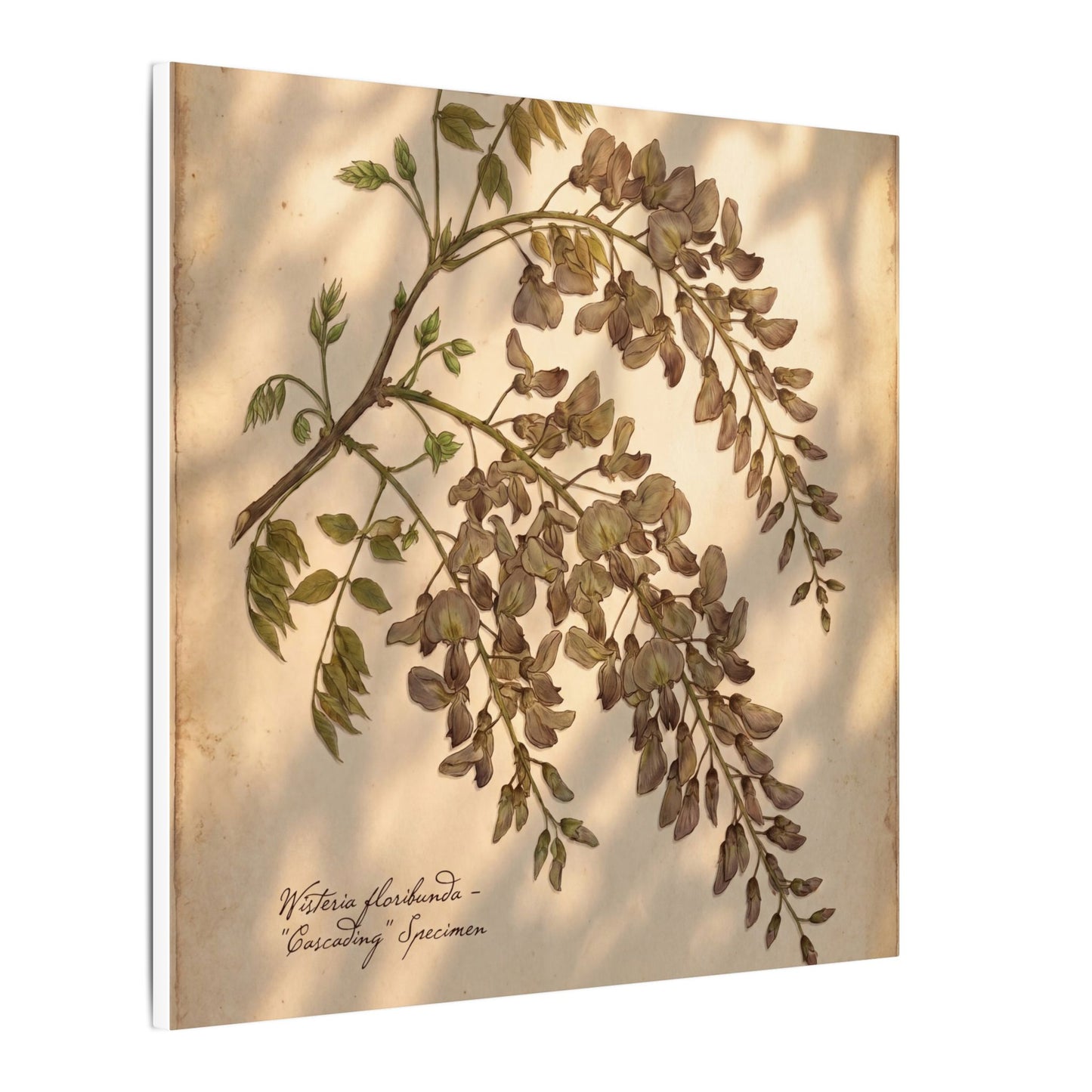 Spring Wisteria Herbarium Canvas Art | Earthy Decor