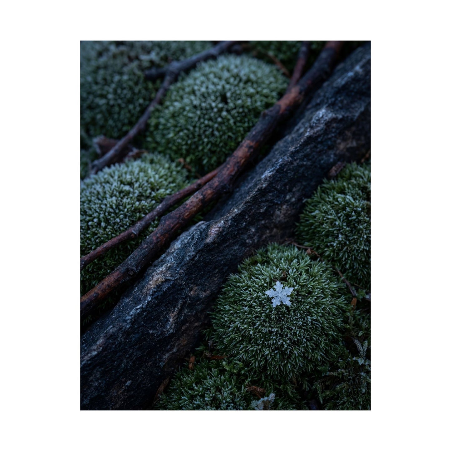 Moss Close Up Moody Minimal Wall Art Print | Moody Dark Japandi Art