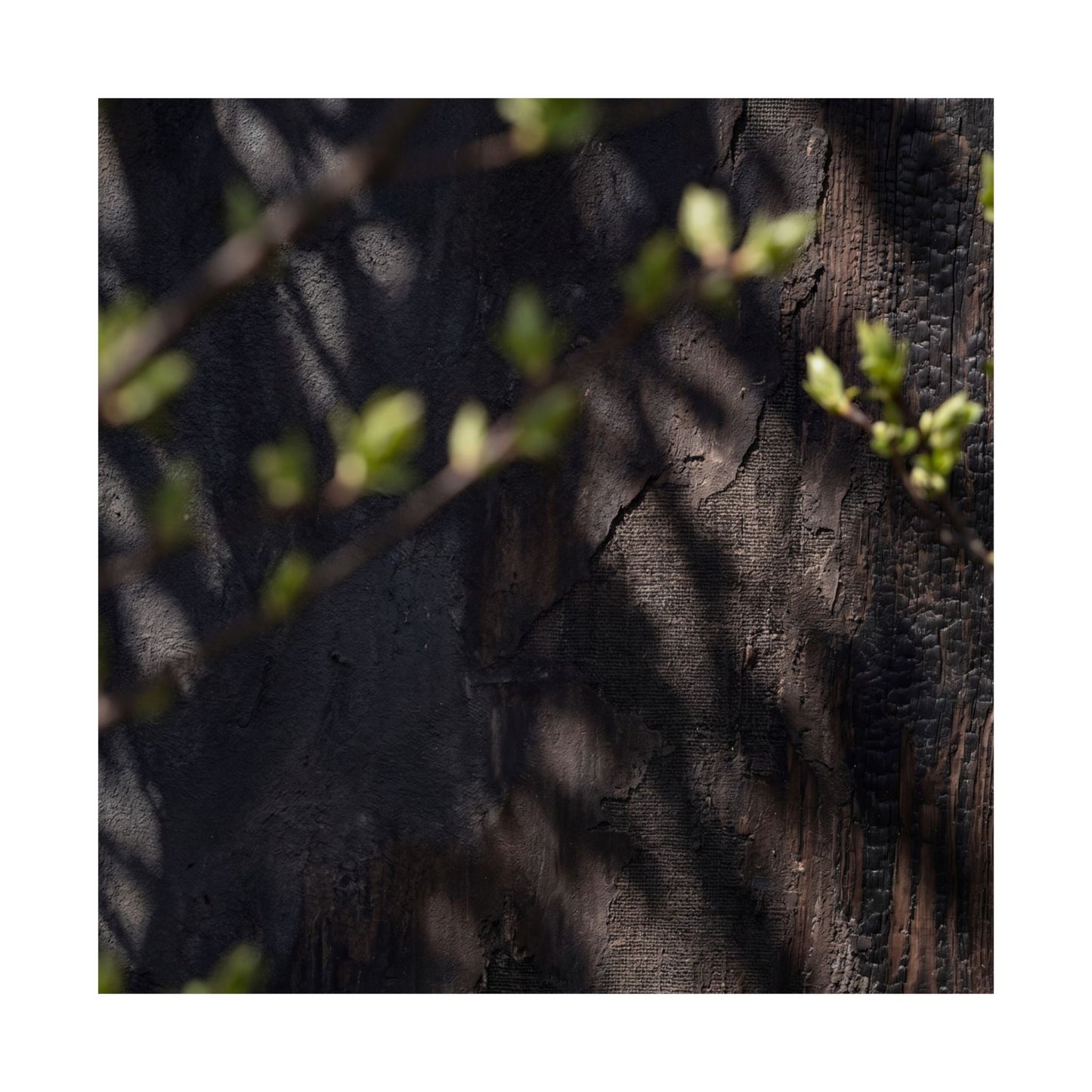 Shadow Play Dark Texture Wall Art Print | Atmospheric Dark Japandi Art