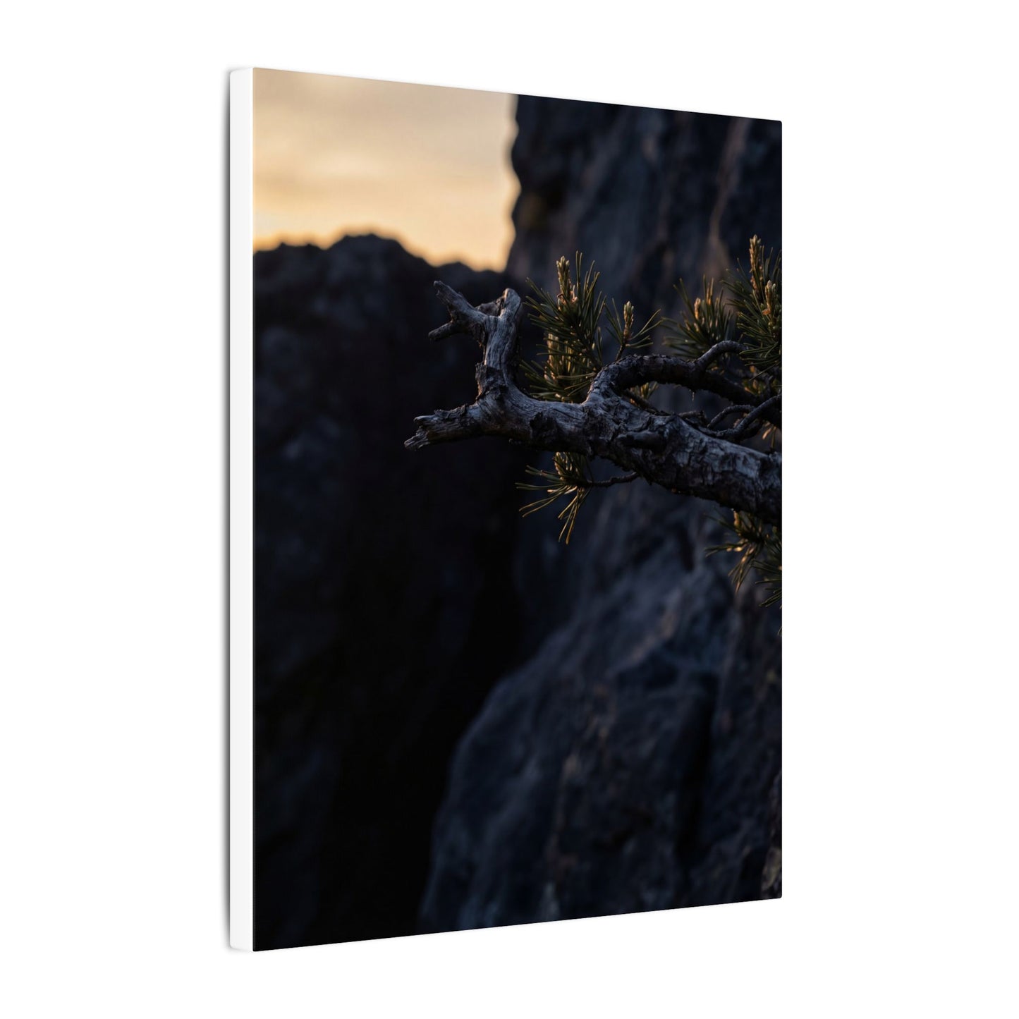 Pine Tree Moody Minimal Canvas Art | Sophisticated Dark Japandi Art