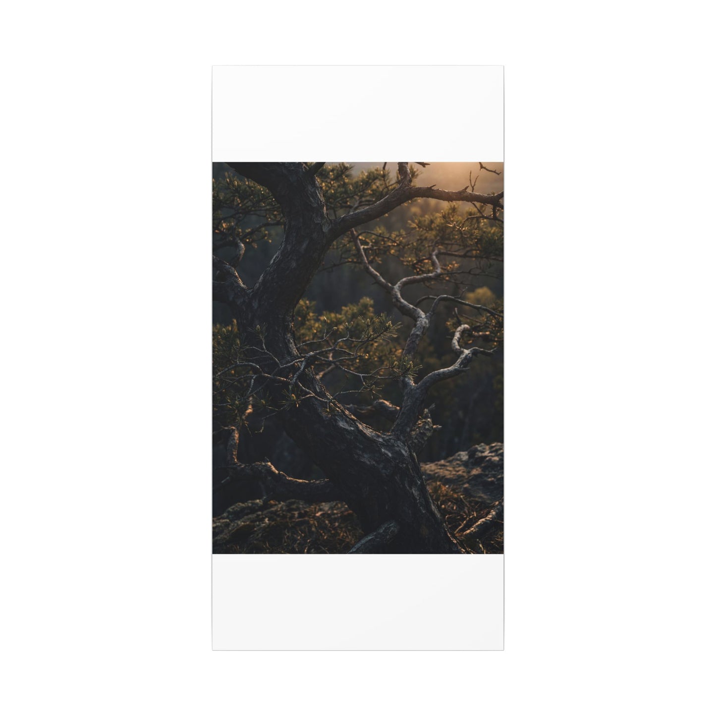 Moody Pine Tree Canvas Art - Moody Minimal Dark Japandi