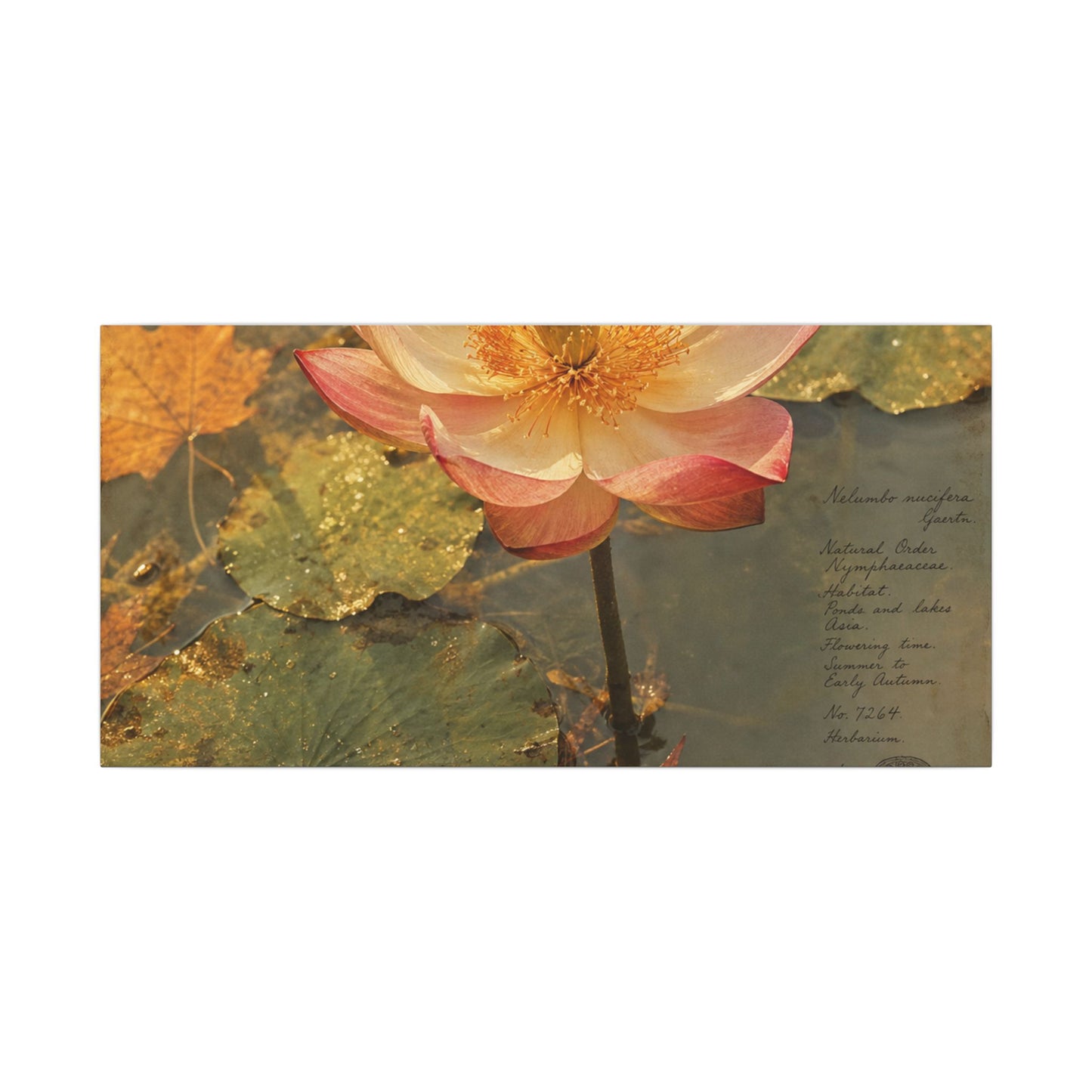 Autumn Lotus Flower Herbarium Canvas Art | Rustic Decor
