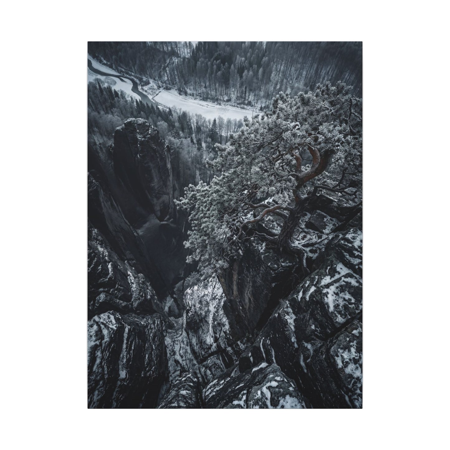 Dark Japandi Pine Tree in Dappled | Dark Texture Canvas Art