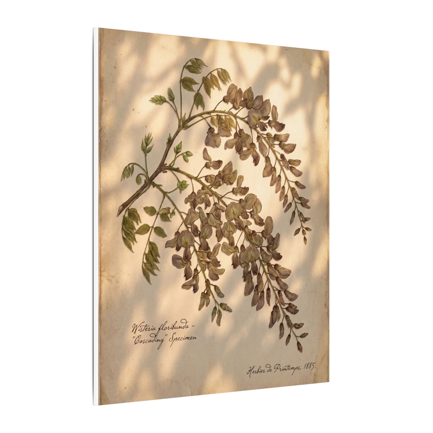 Spring Wisteria Herbarium Canvas Art | Earthy Decor
