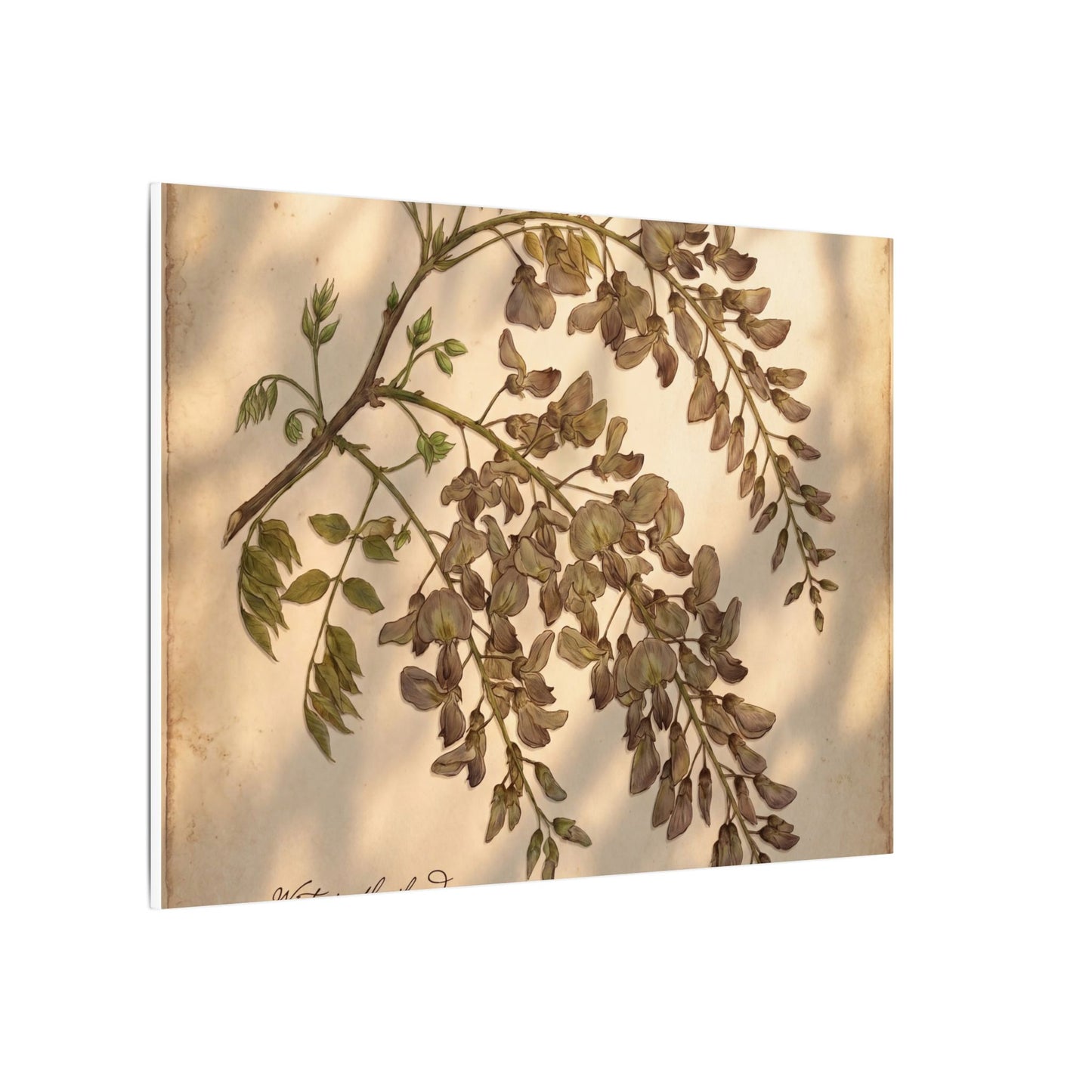 Spring Wisteria Herbarium Canvas Art | Earthy Decor