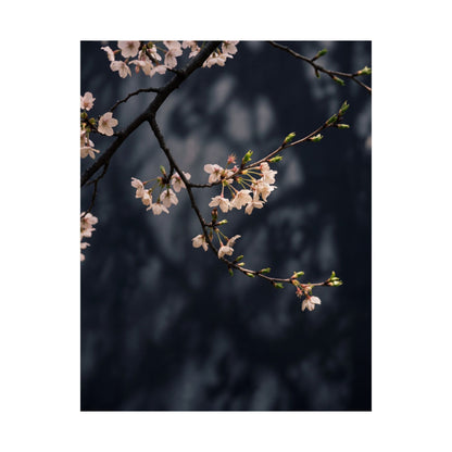 Dappled Cherry Blossom Wall Art Print - Dark Japandi Ma