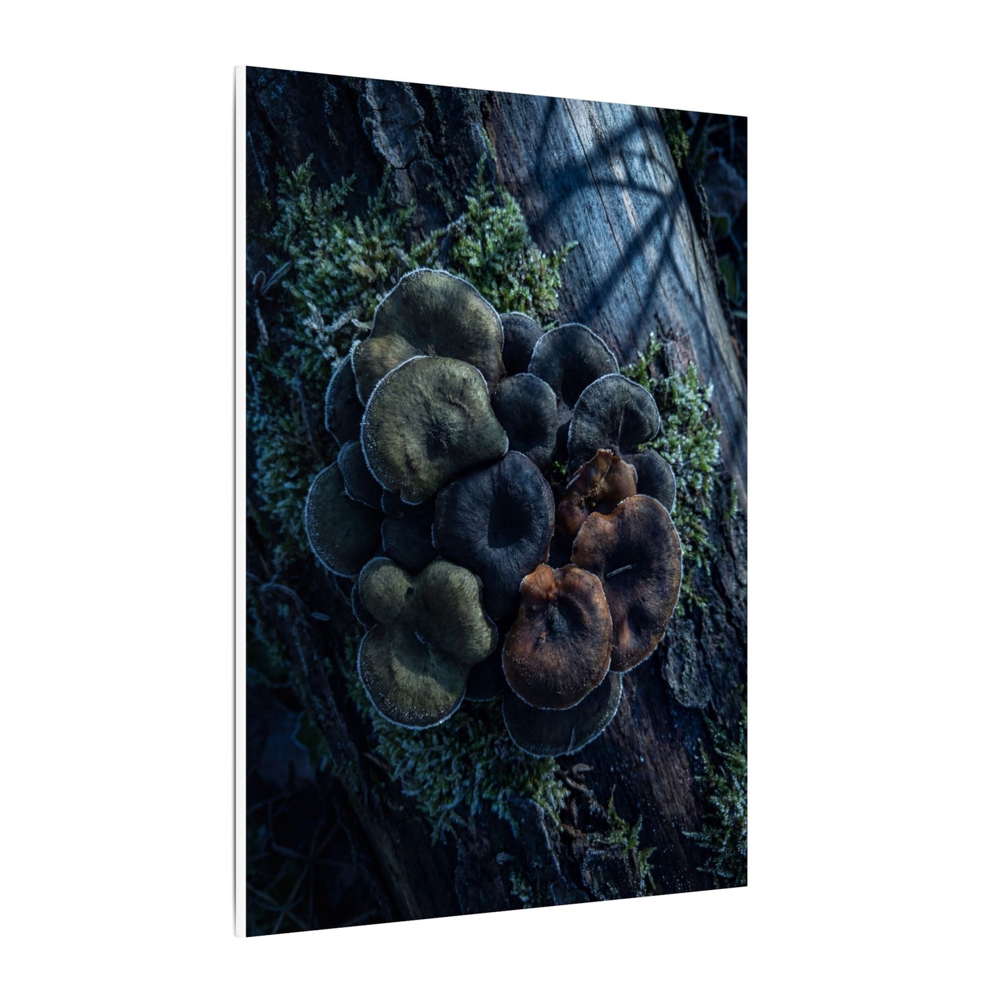 Wild Mushrooms Moody Minimal Canvas Art | Moody Dark Japandi Art