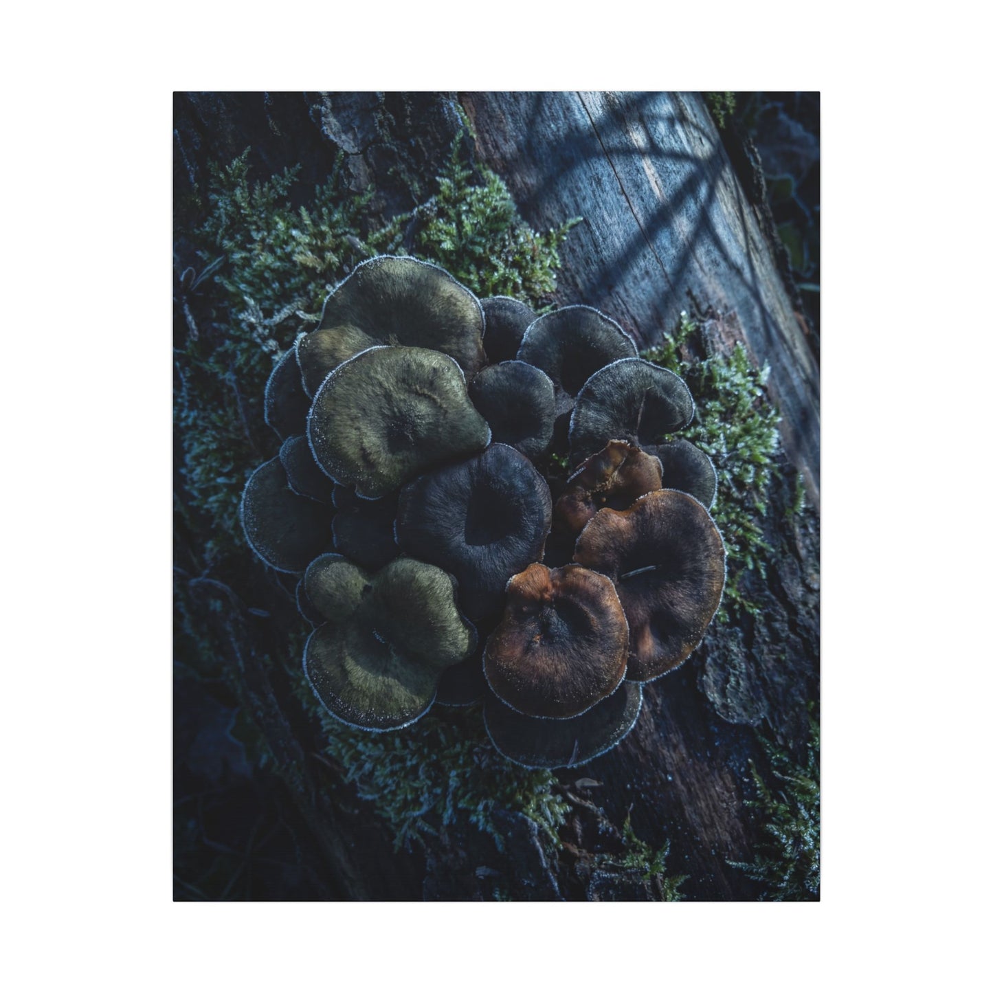 Wild Mushrooms Moody Minimal Canvas Art | Moody Dark Japandi Art