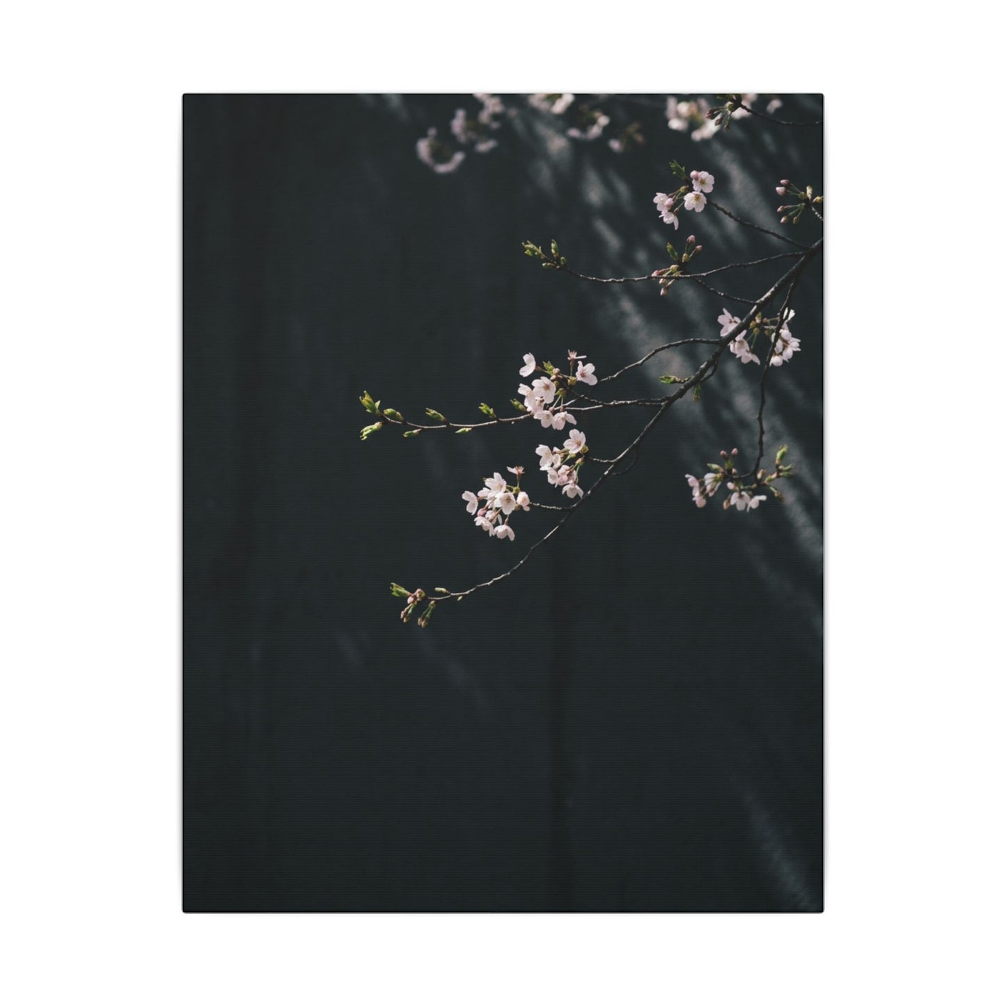Cherry Blossom Spring Canvas Art | Dark Japandi Sophisticated Design