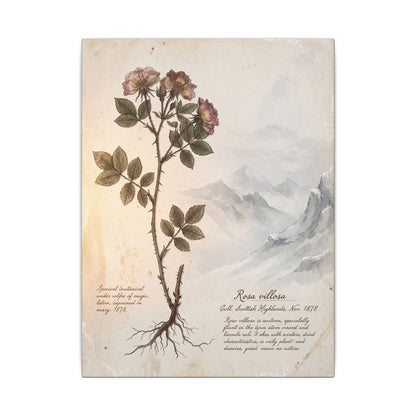 Winter Mountain Mist Herbarium Canvas Art | Earthy Decor