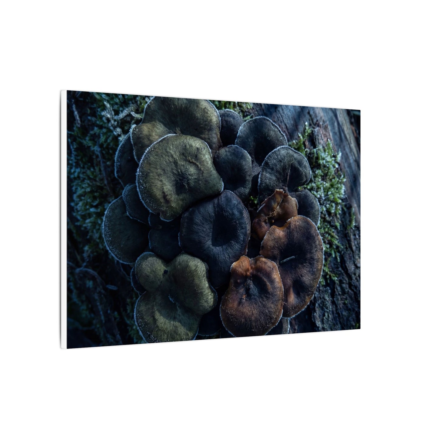 Wild Mushrooms Moody Minimal Canvas Art | Moody Dark Japandi Art