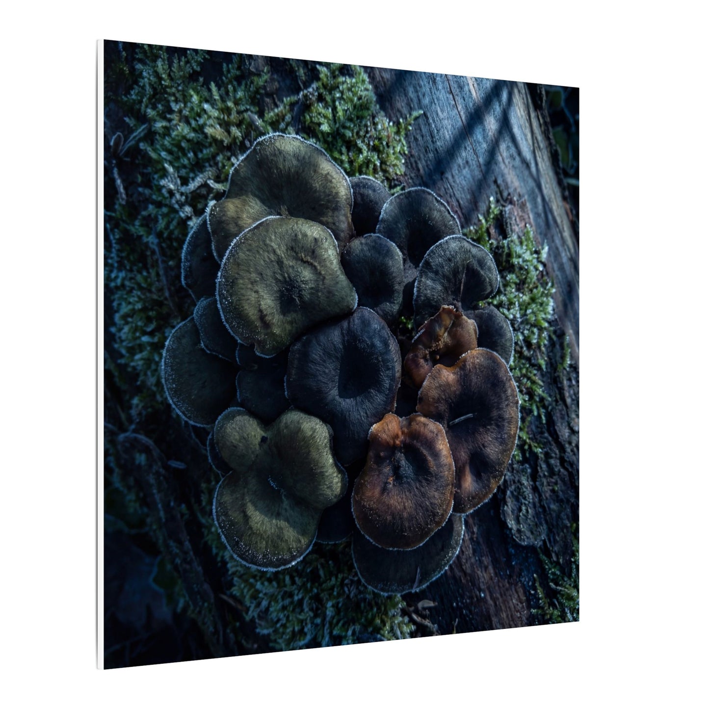 Wild Mushrooms Moody Minimal Canvas Art | Moody Dark Japandi Art