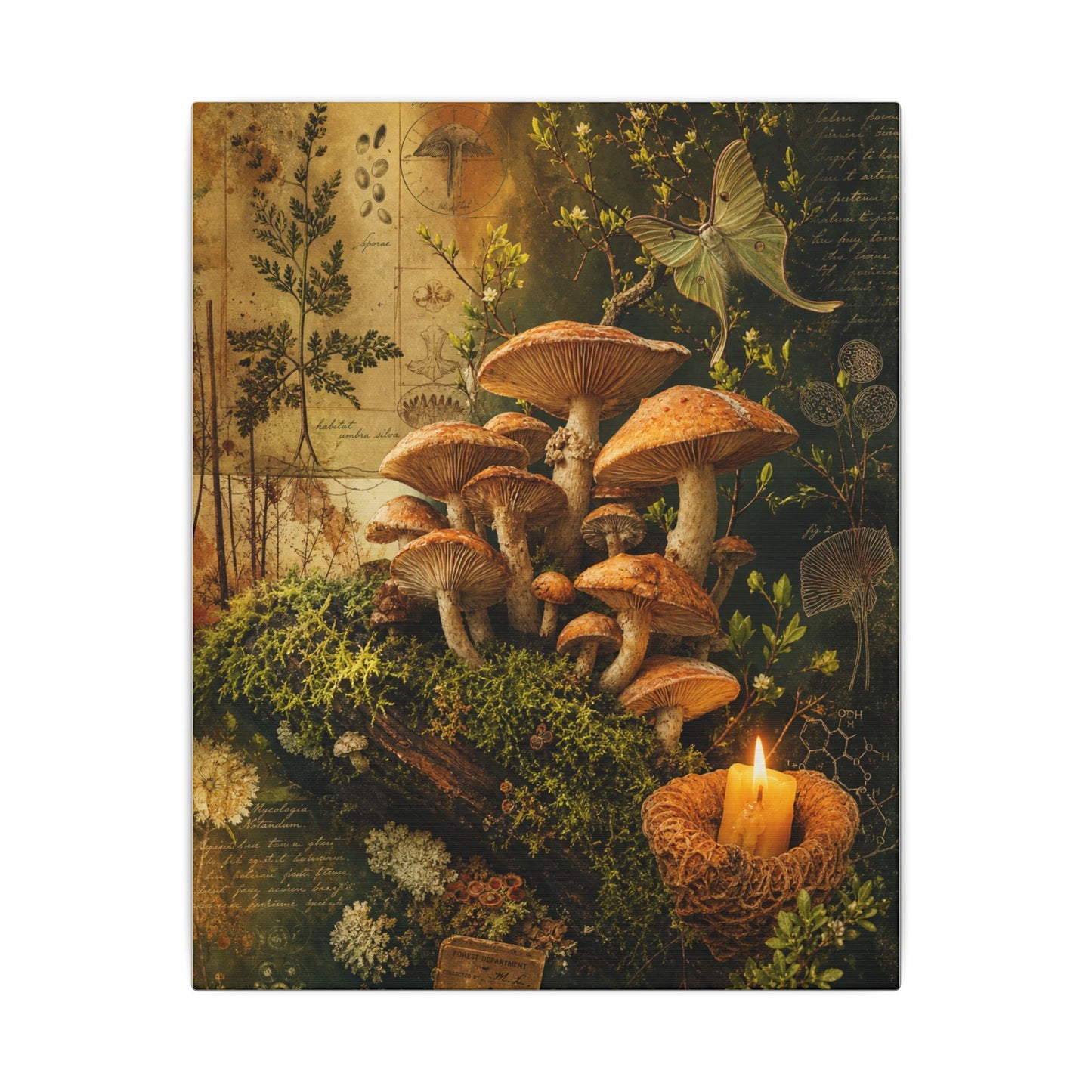 Spring Wild Mushrooms Herbarium Canvas Art | Earthy Decor