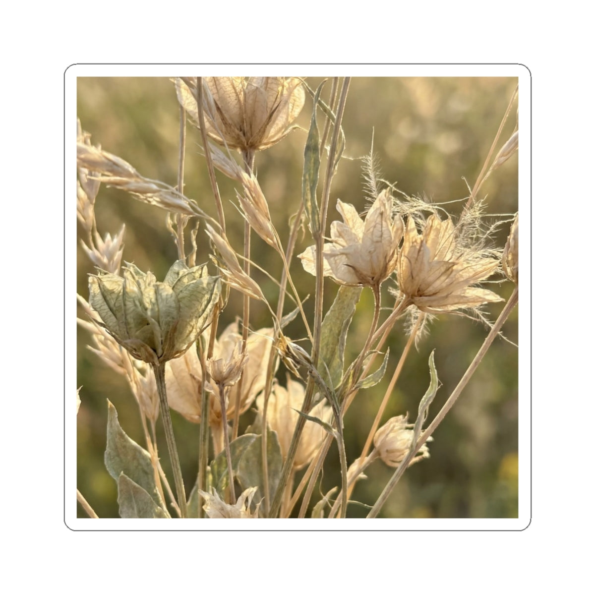 Dried Flowers Summer Sticker | Japandi Elegant Design Art Print