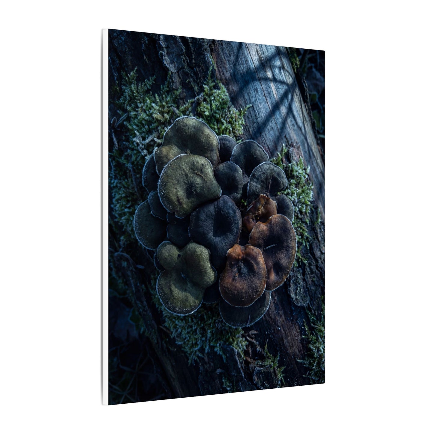 Wild Mushrooms Moody Minimal Canvas Art | Moody Dark Japandi Art