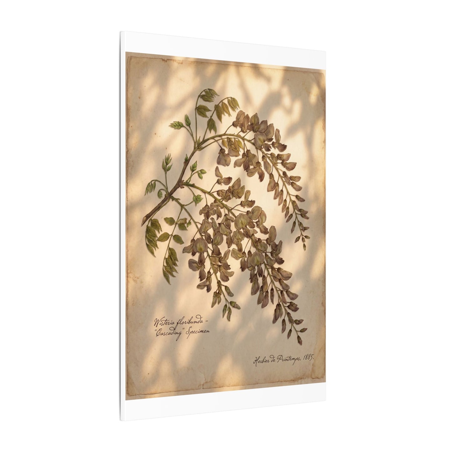 Spring Wisteria Herbarium Canvas Art | Earthy Decor