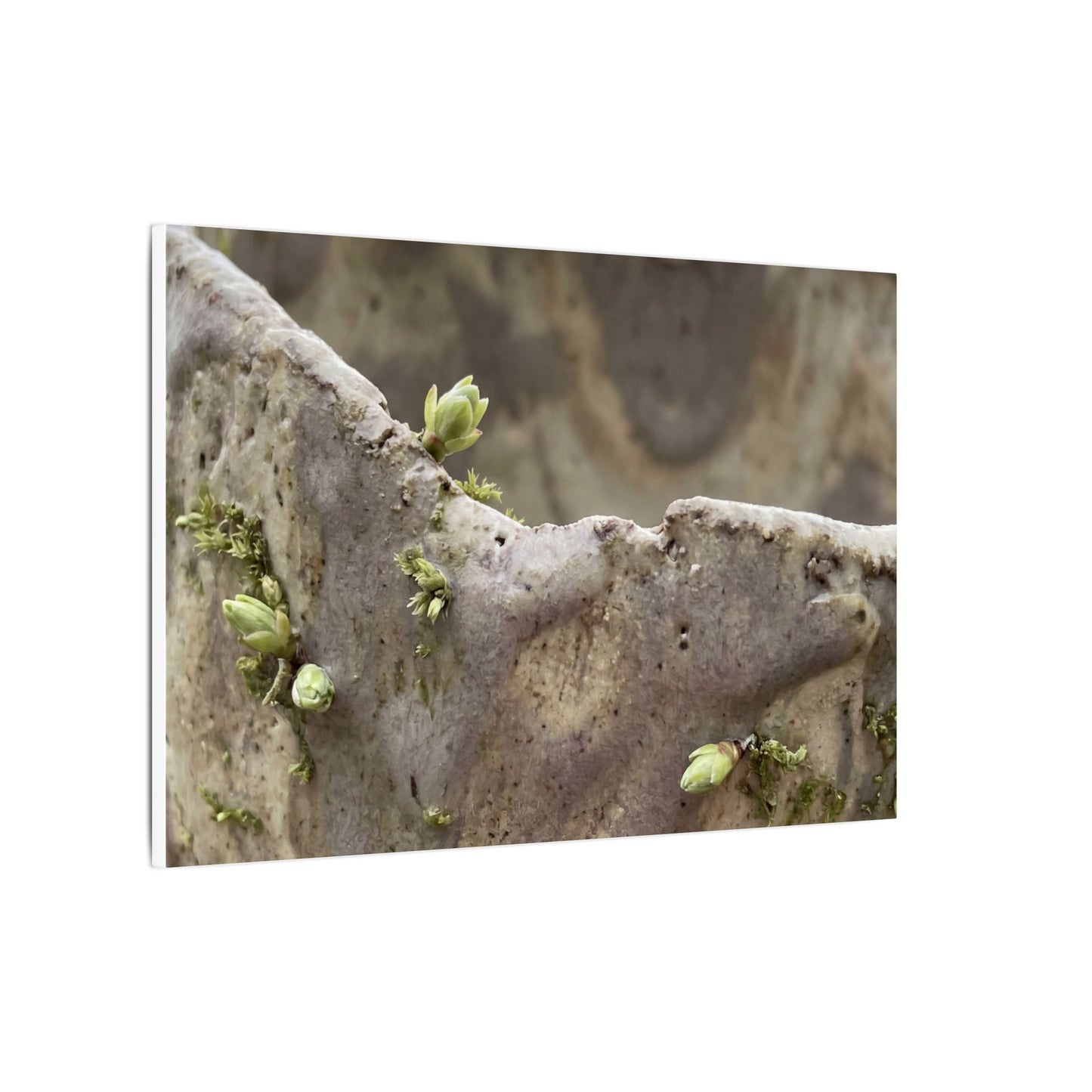 Overcast Ceramic Bowl Canvas Art - Japandi Fukinsei
