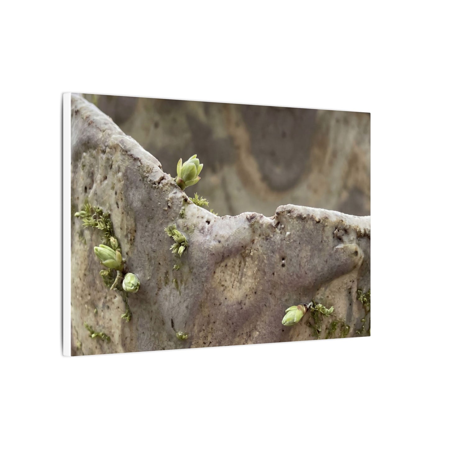 Overcast Ceramic Bowl Canvas Art - Japandi Fukinsei