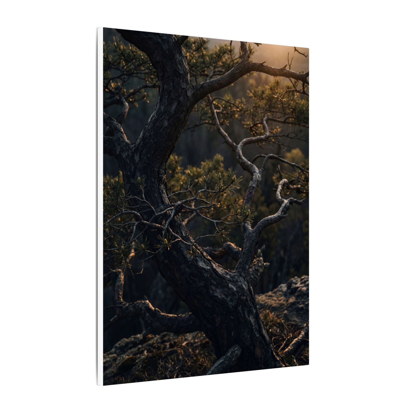 Moody Pine Tree Canvas Art - Moody Minimal Dark Japandi