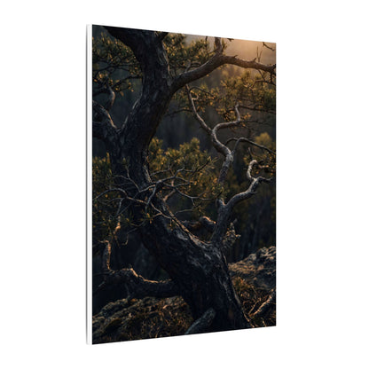 Moody Pine Tree Canvas Art - Moody Minimal Dark Japandi