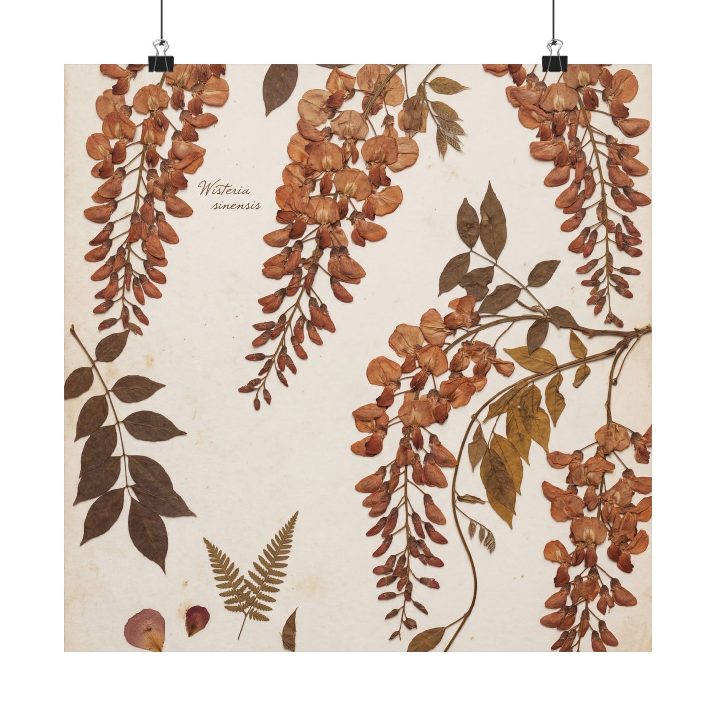 Summer Wisteria Herbarium Wall Art Print | Cozy Decor
