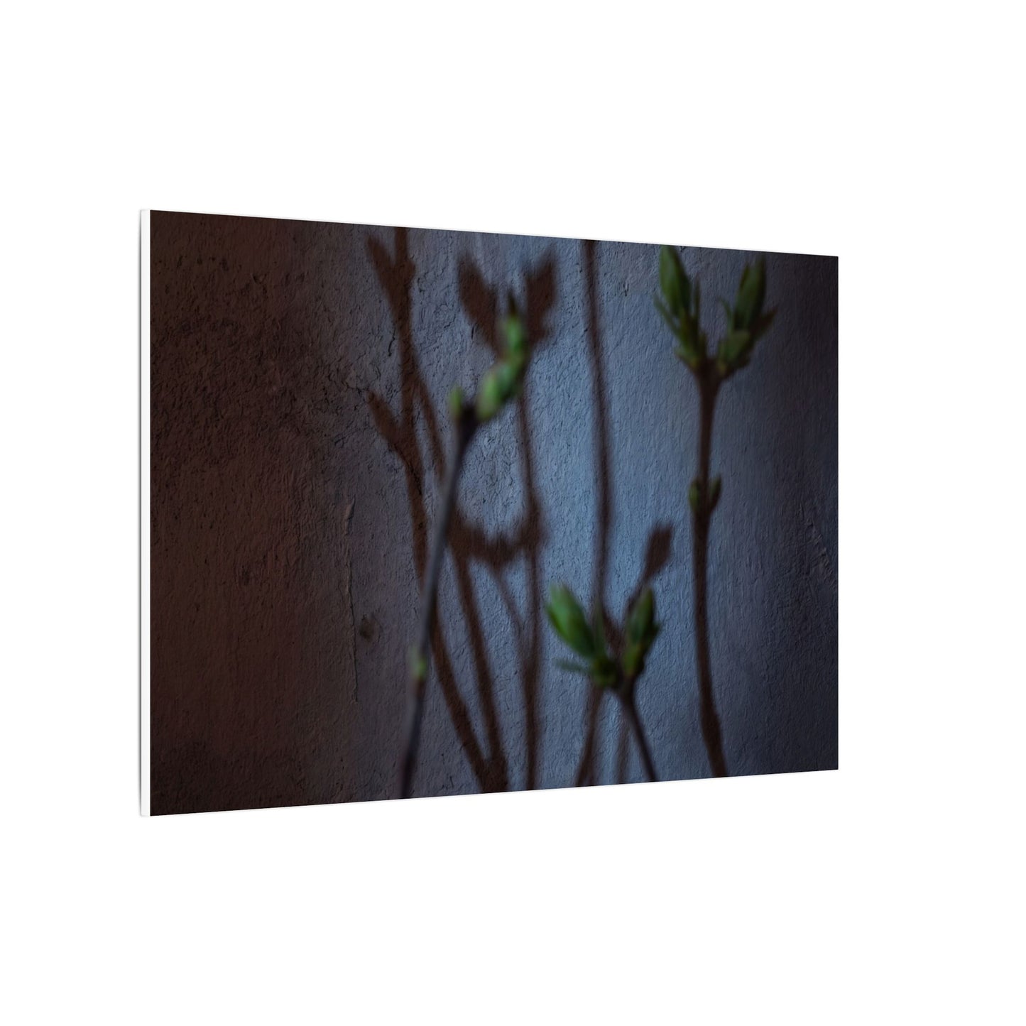 Shadow Play Spring Canvas Art | Dark Japandi Sophisticated Design