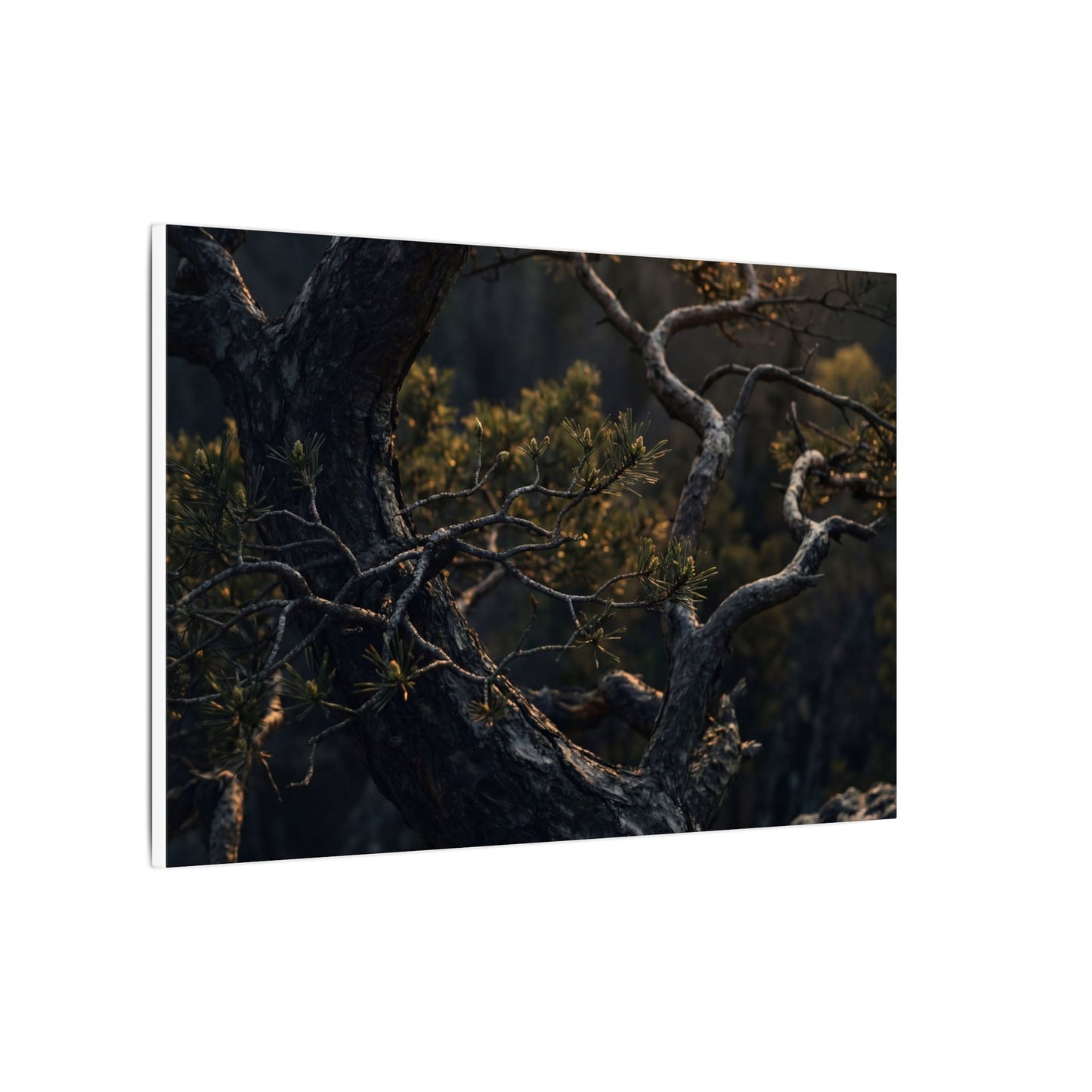 Moody Pine Tree Canvas Art - Moody Minimal Dark Japandi