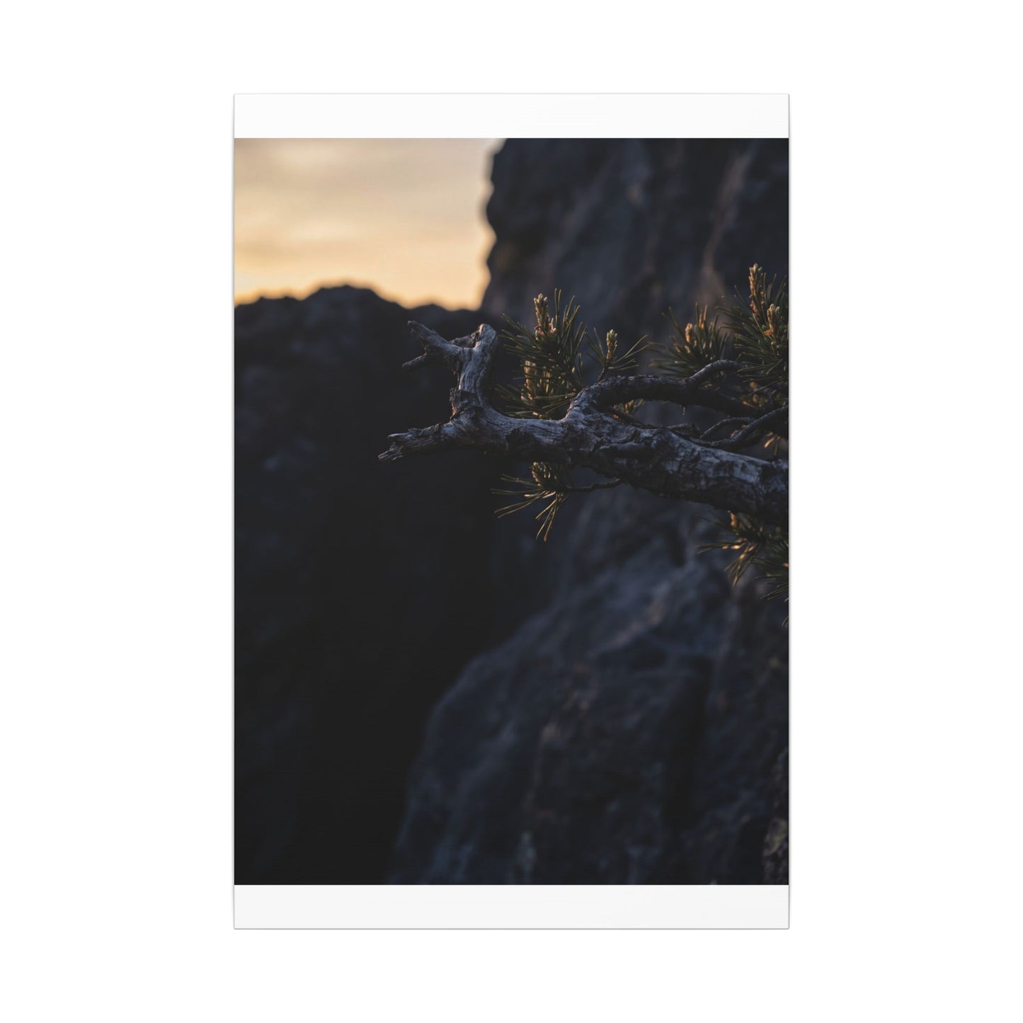Pine Tree Moody Minimal Canvas Art | Sophisticated Dark Japandi Art
