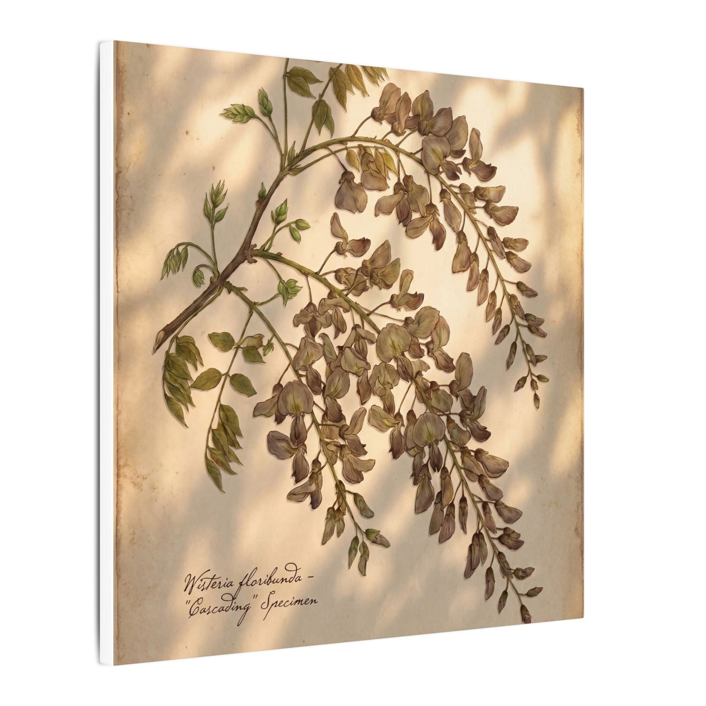 Spring Wisteria Herbarium Canvas Art | Earthy Decor