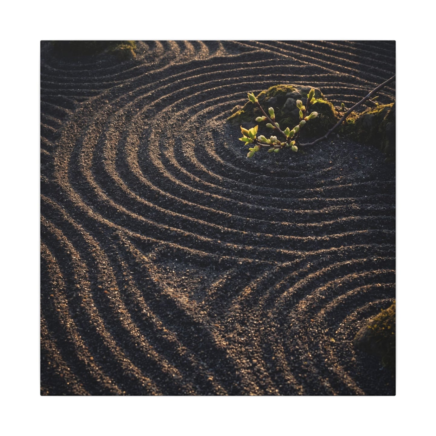 Spring Rock Garden Shadow Zen Canvas Art | Atmospheric Decor