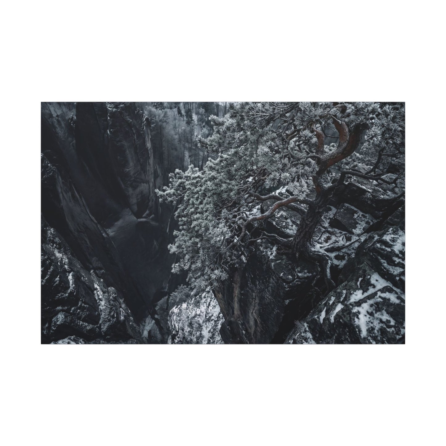 Dark Japandi Pine Tree in Dappled | Dark Texture Canvas Art Art Print
