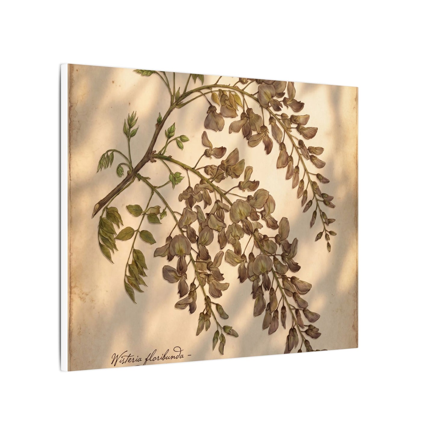Spring Wisteria Herbarium Canvas Art | Earthy Decor